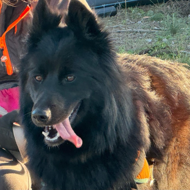 Photo de Miss pickles