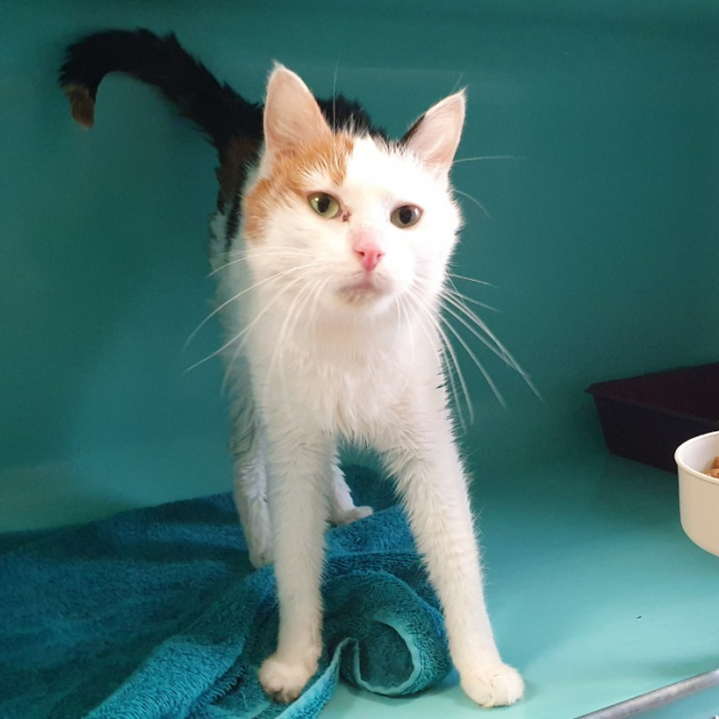 Photo de Tartiflette