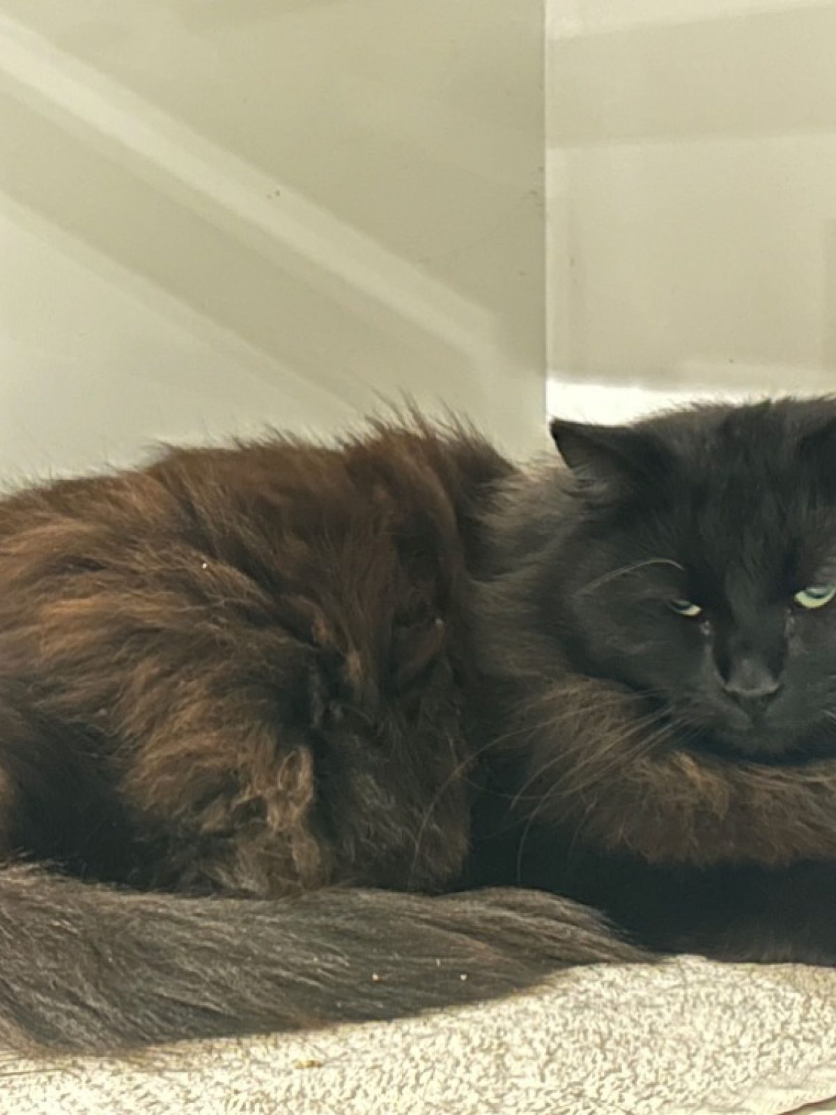Snickers - Européen à adopter à Cluses (74) - Animaux.fr