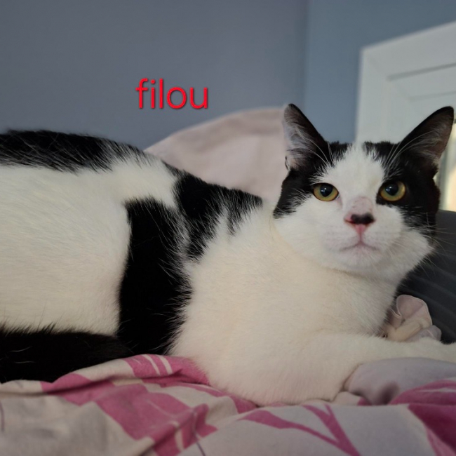 Photo de Filou