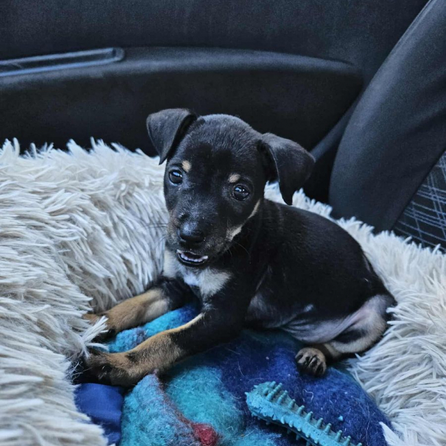 Photo de Myrtille issue de son annonce d'adoption sur Animaux.fr