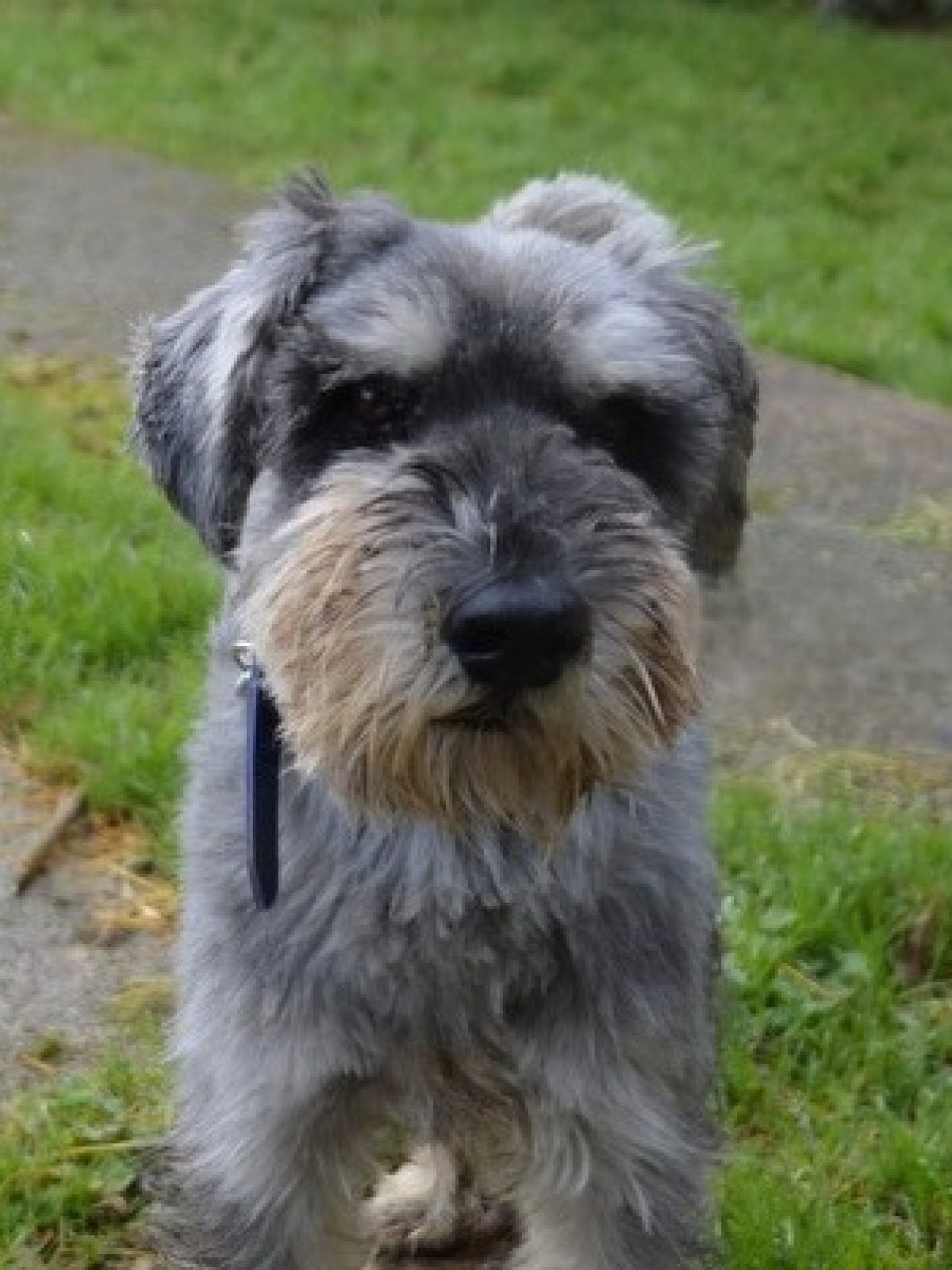 Schnauzer Moyen A Vendre Ou A Donner