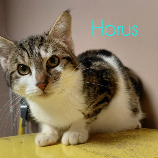 Photo de Horus