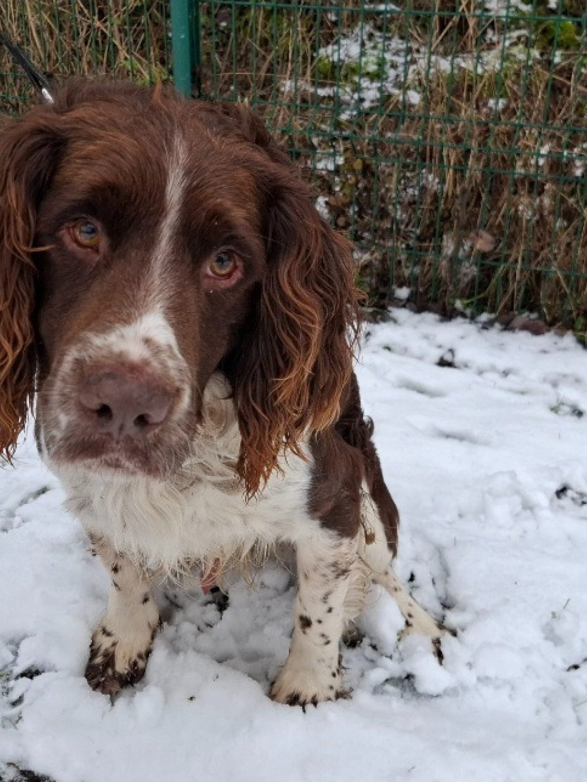 Rox - English-Springer-Spaniel à adopter à Tilloy-lès-Mofflaines (62 ...