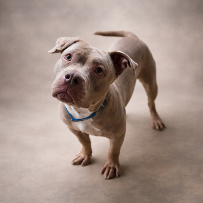 Photo de Honey reservé