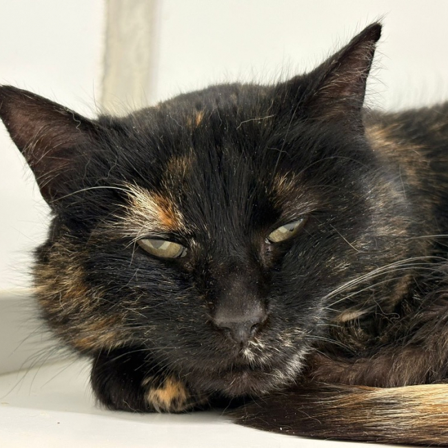 Photo de Xena réservé