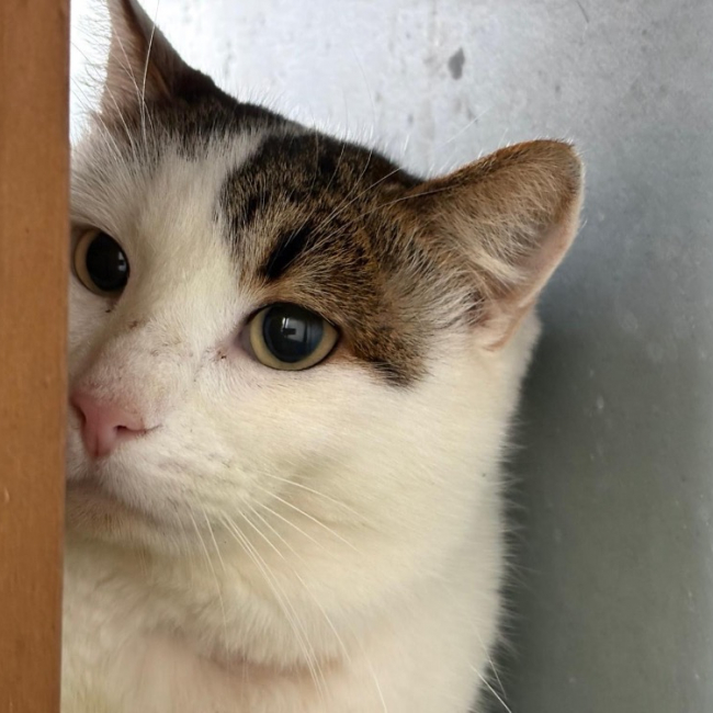 Photo de Shakespeare