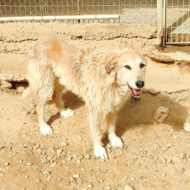 Photo de GOMEZ issue de son annonce d'adoption sur Animaux.fr