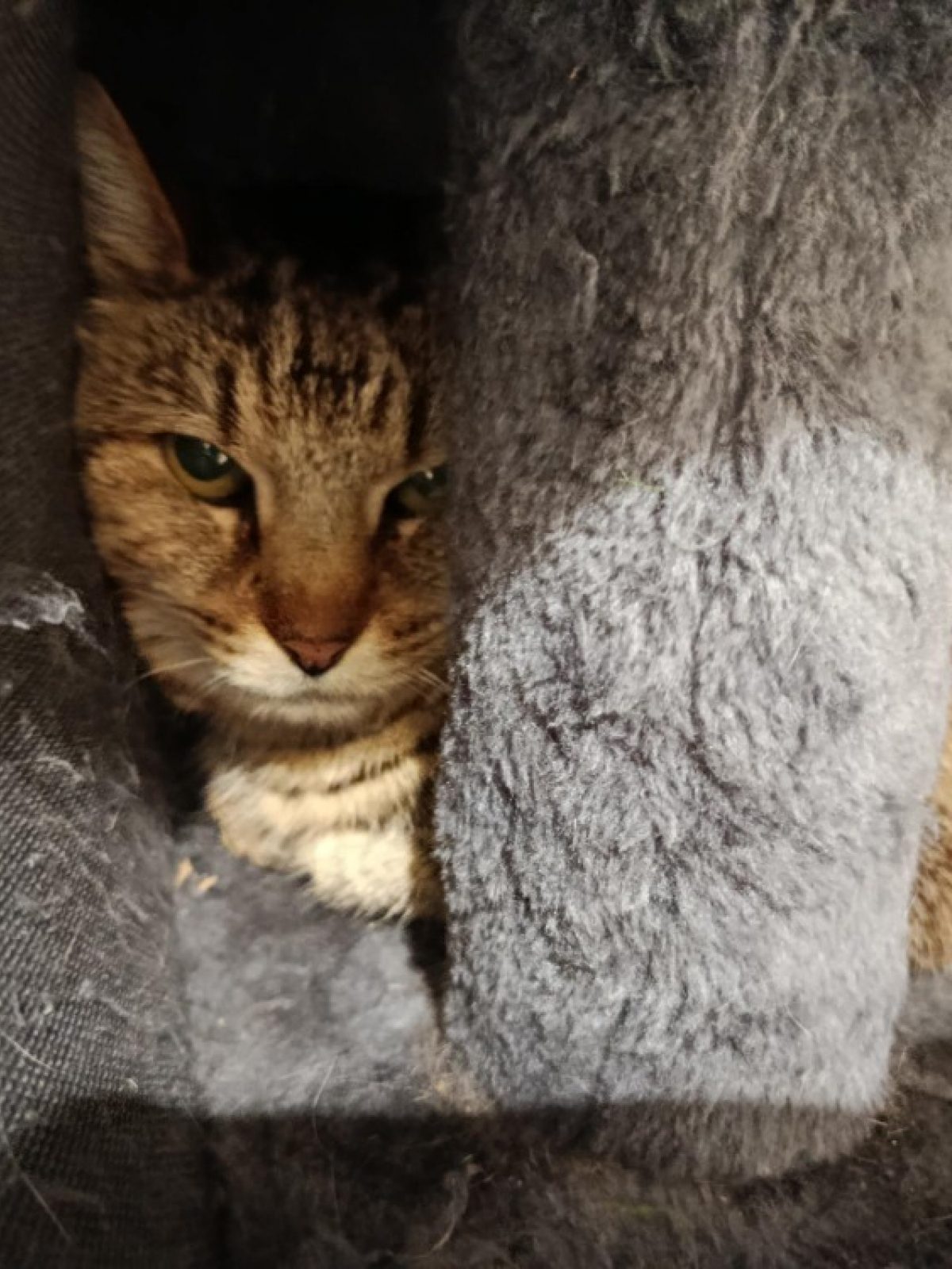 Pupuce - Européen à adopter à Flayosc (83) - Animaux.fr
