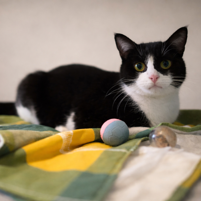 Photo de Chouka reservé