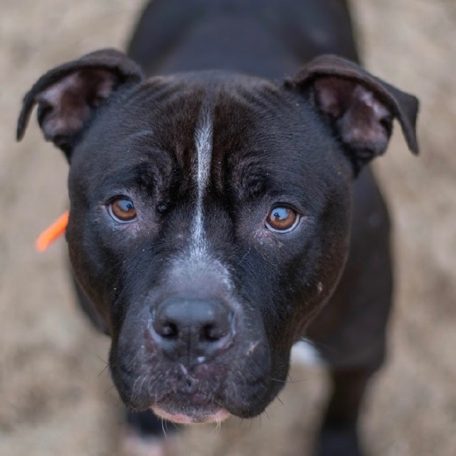 Photo de Tyron dit t-rex