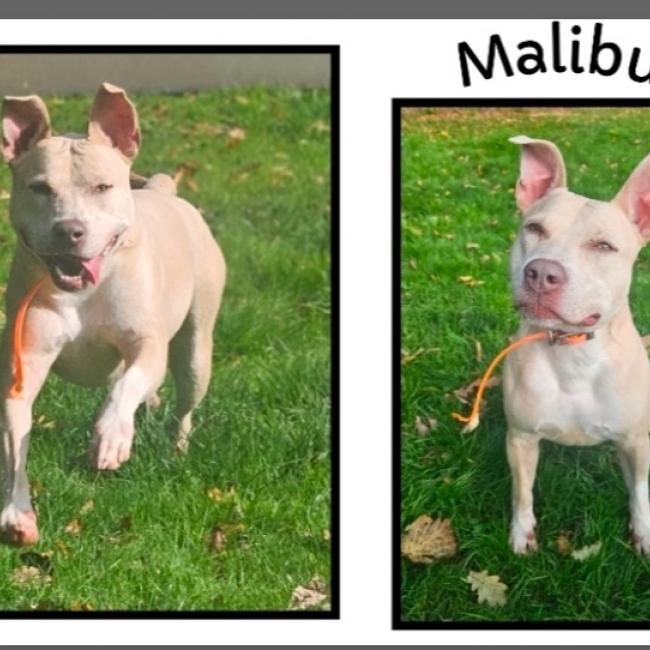 Photo de Malibu