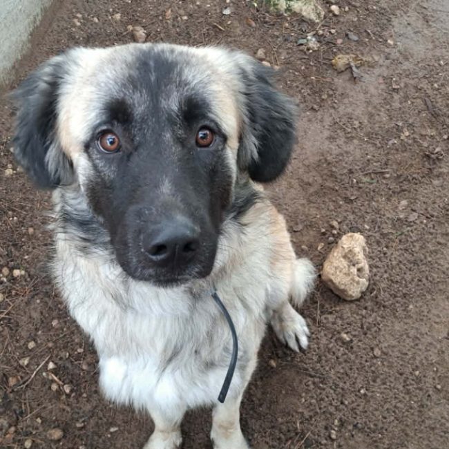 Adopter un Chien / Chiot dans le Var (83) – Annonces d’adoption