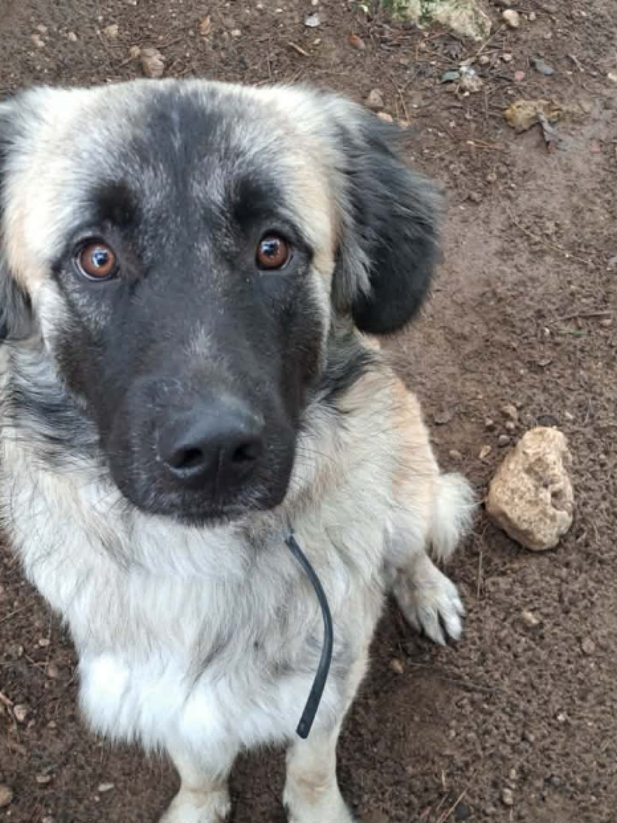 Hatchi - Chien à adopter à Flayosc (83) - Animaux.fr