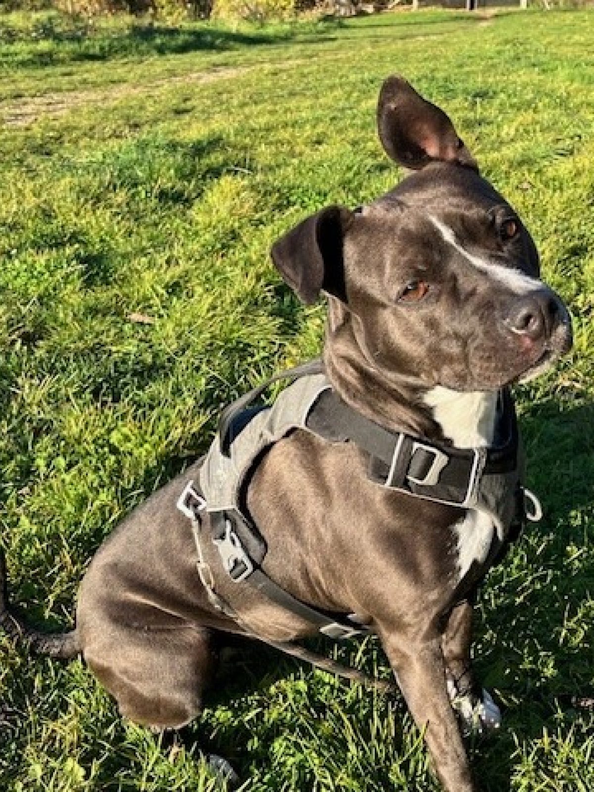 Shadow - Chien à adopter à Orgeval (78) - Animaux.fr