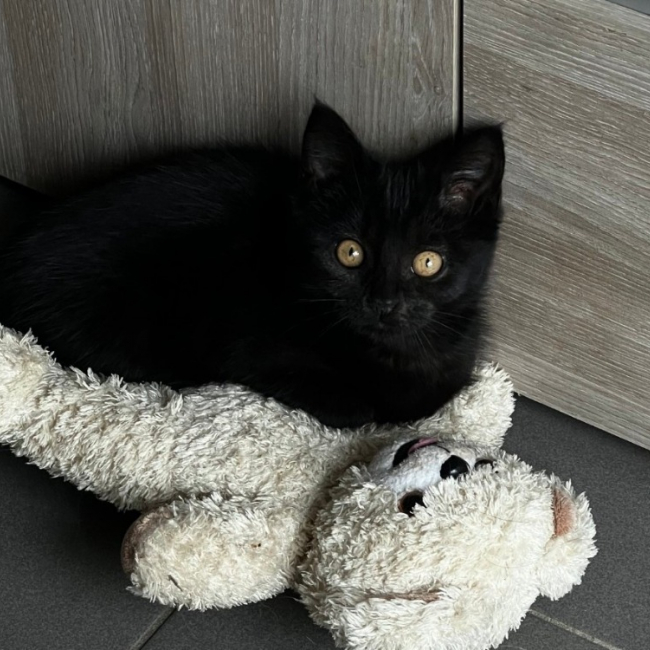 Photo de Spinelle réservé