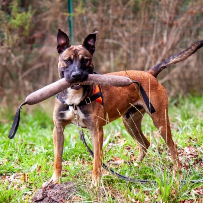 Photo de Rolex dit anubis