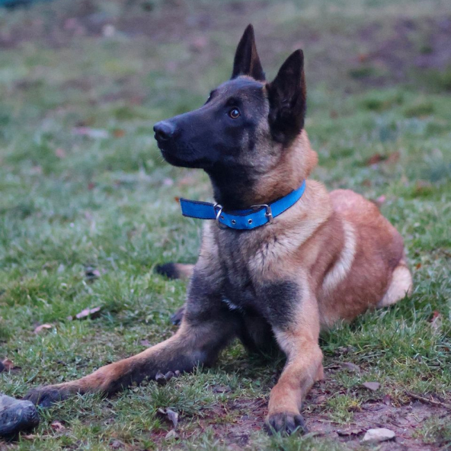 Photo de Blue issue de son annonce d'adoption sur Animaux.fr