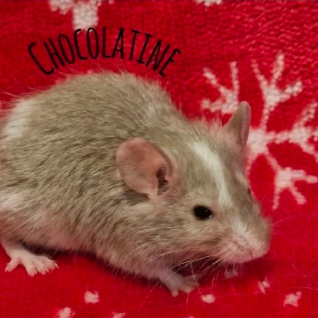 Photo de Chocolatine