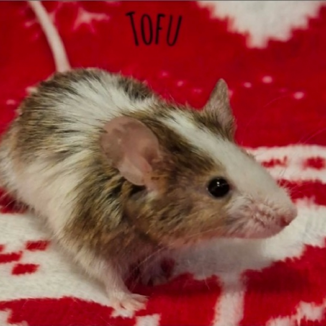 Photo de Tofu