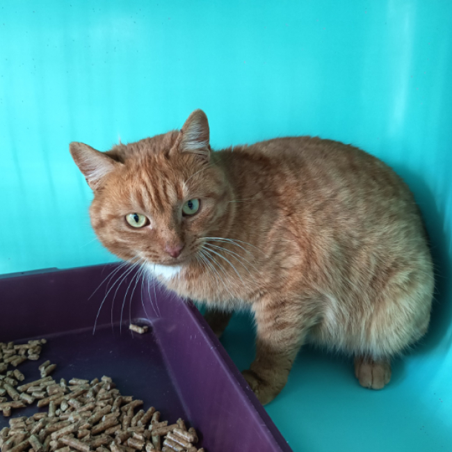 Photo de Ratatouille