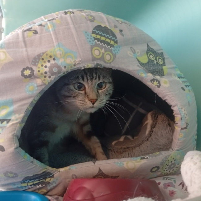 Photo de Ceba sté/02/26