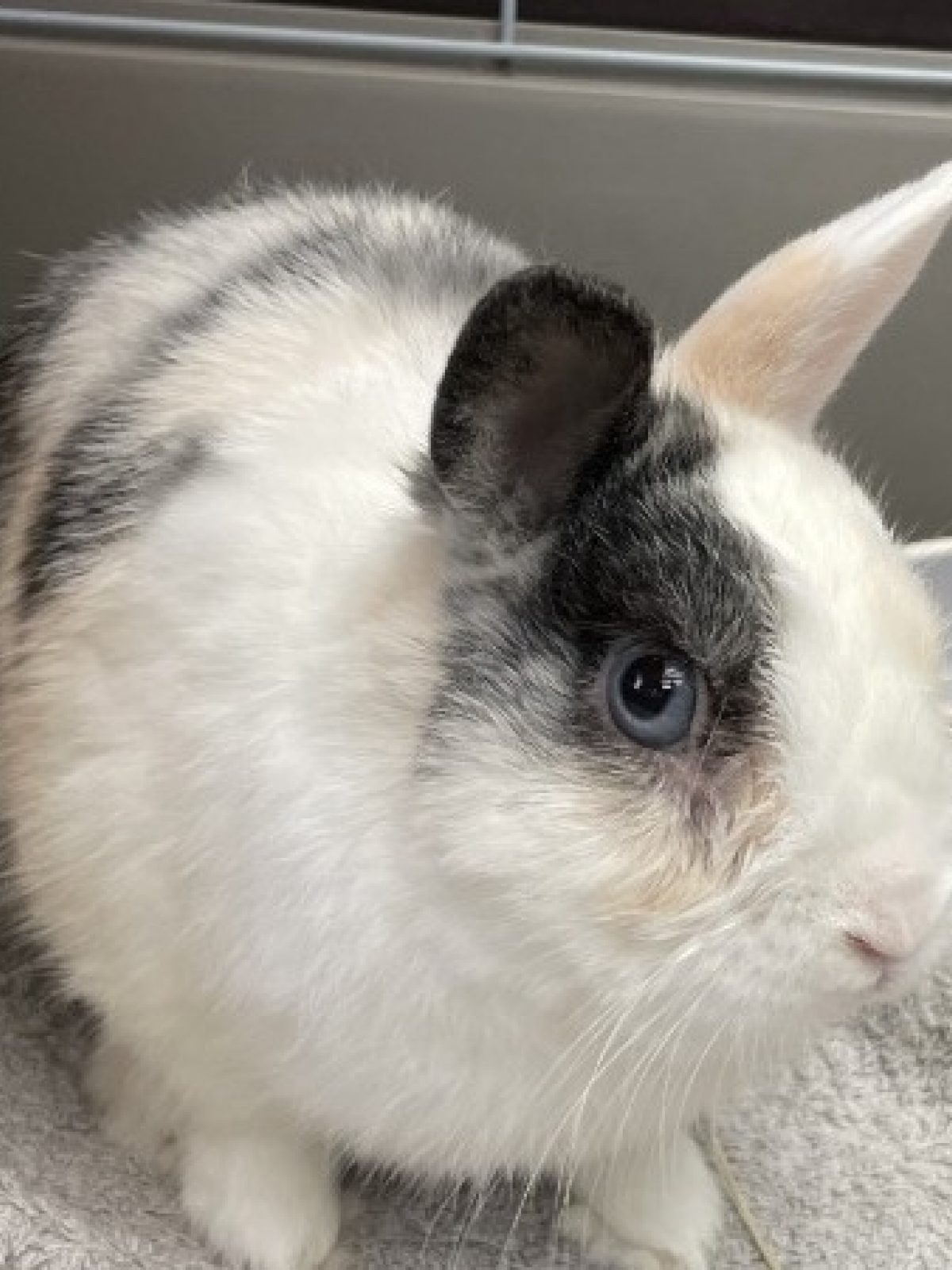 Tibou - Lapin à adopter à Poulainville (80) - Animaux.fr
