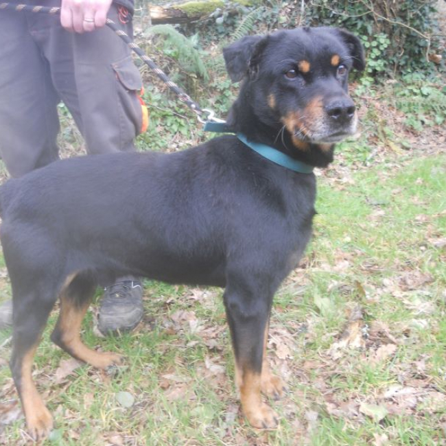 Photo de Punky famille d'accueil