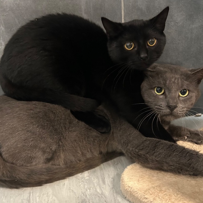 Photo de Frankenmiaou