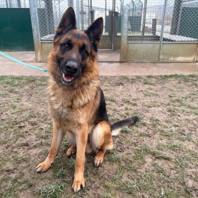 Photo de Trex dit rex