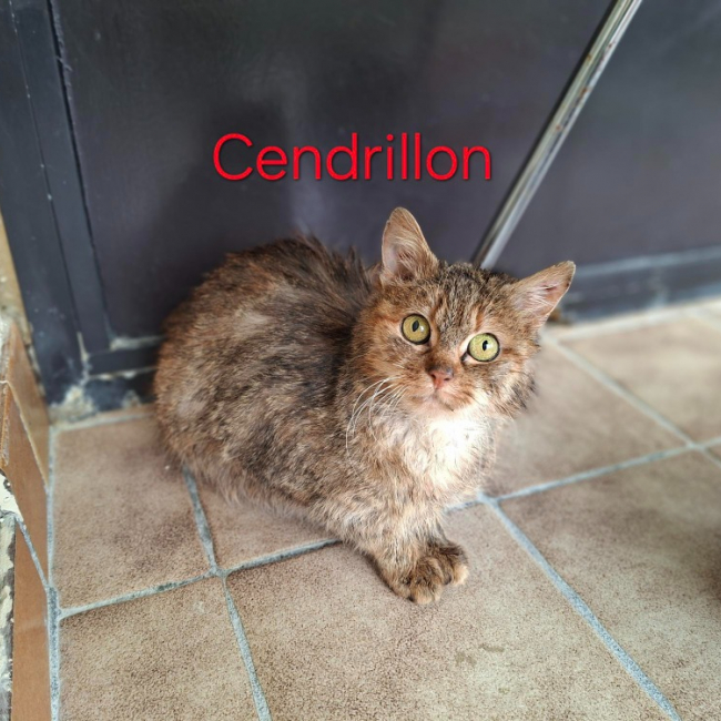 Photo de Cendrillon