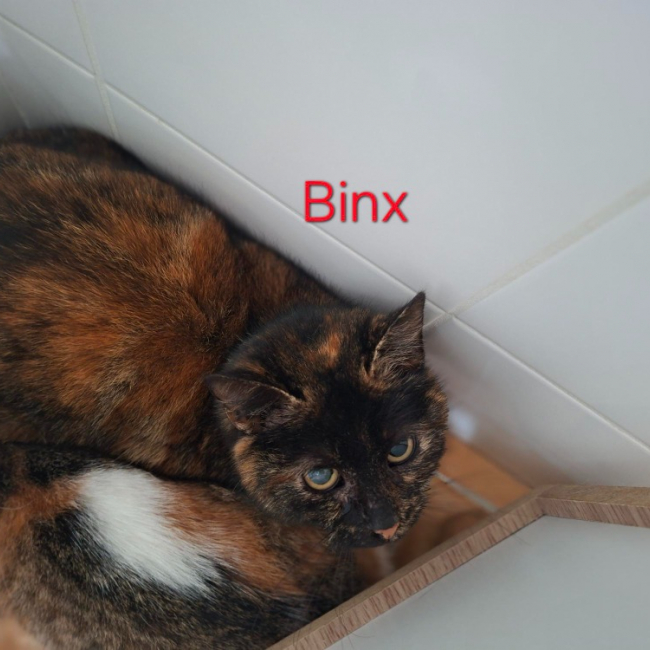 Photo de Binx
