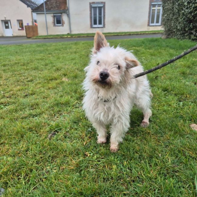 Chiens De Petite Taille Adopter Animaux fr chiens-de-petite-taille-adopter-animaux-fr