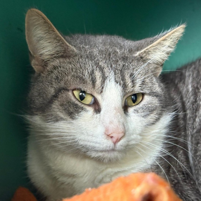 Photo de Tartiflette