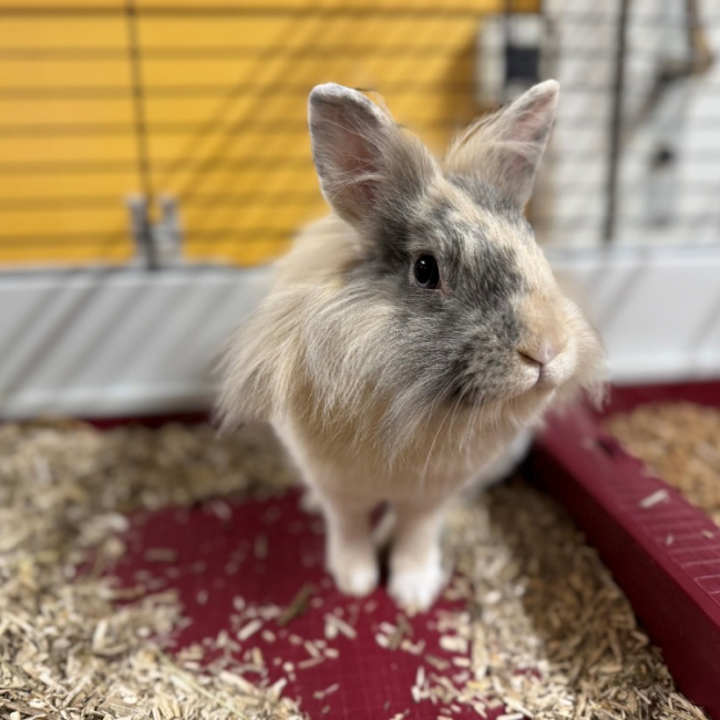 Photo de Pimprenelle