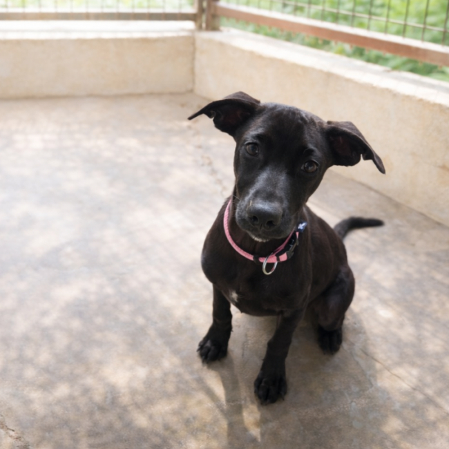 Photo de Camopi reservee