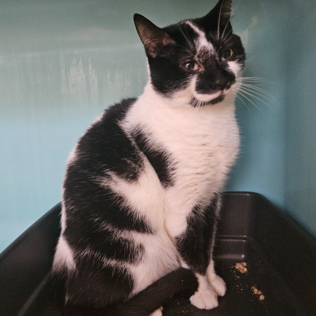 Photo de Minou test calici