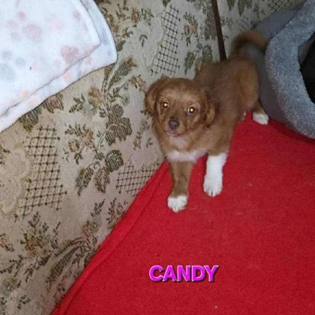 Photo de CANDY