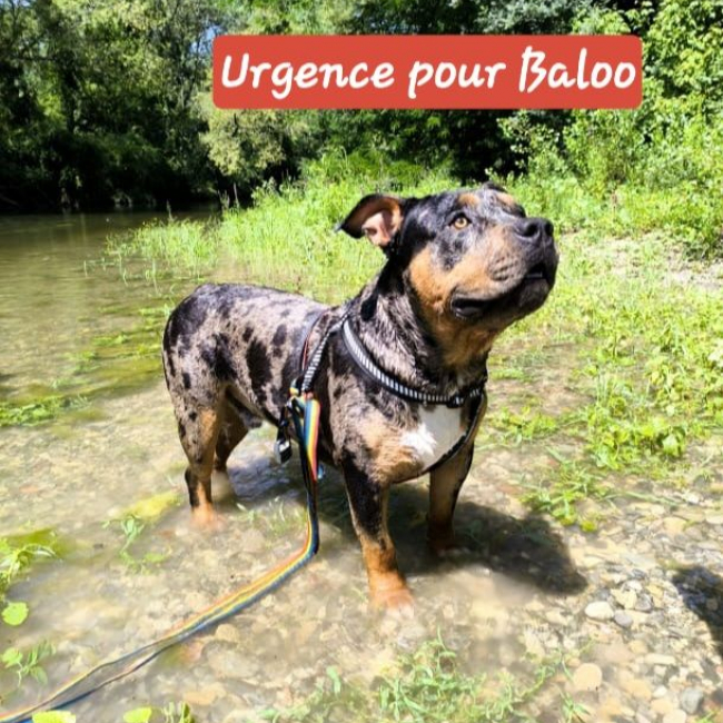 Photo de Baloo