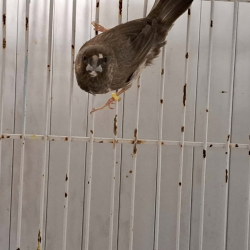 Photo de Moineau du japon