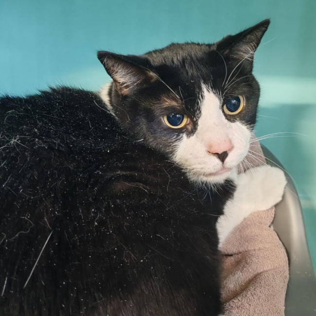 Photo de Maestro dit lolo