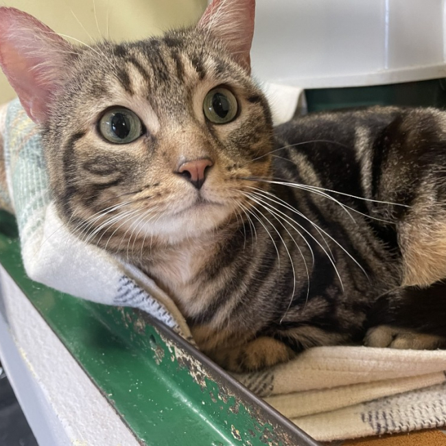 Photo de Peluche promis