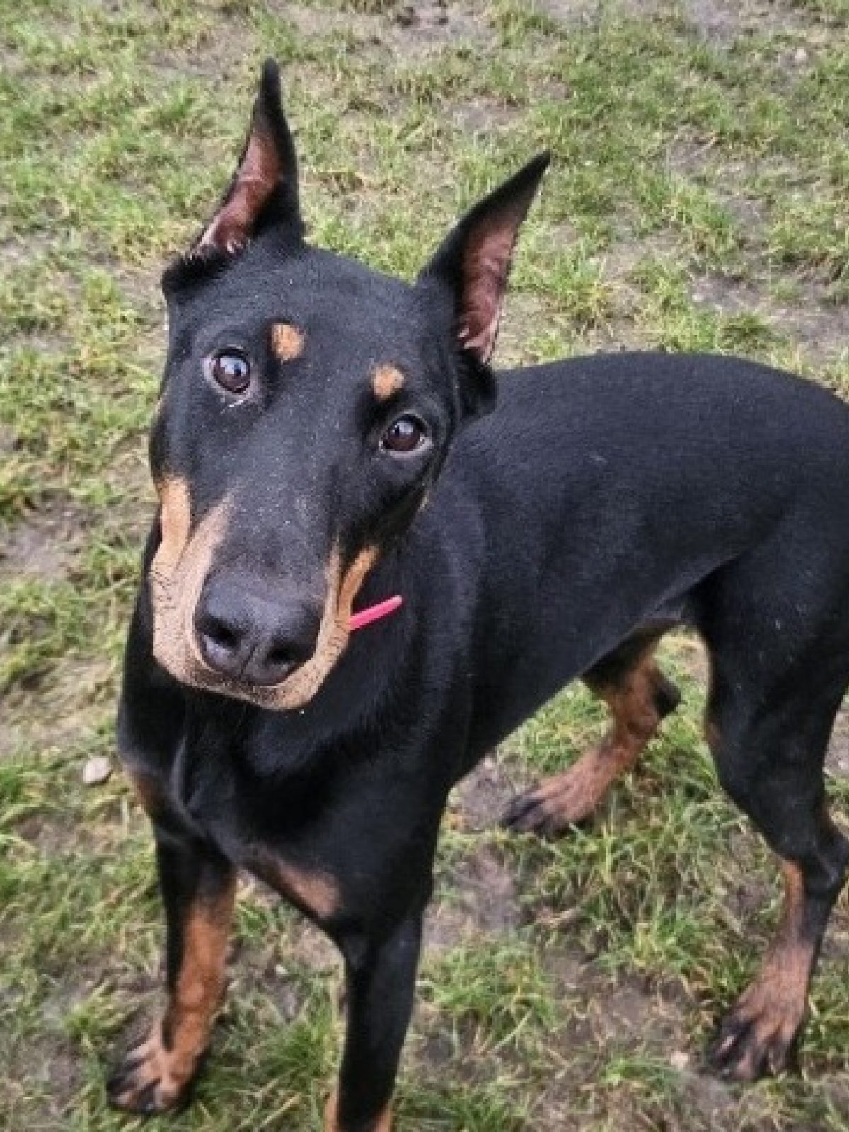 Valki - Dobermann à adopter à Maubert-Fontaine (08) - Animaux.fr