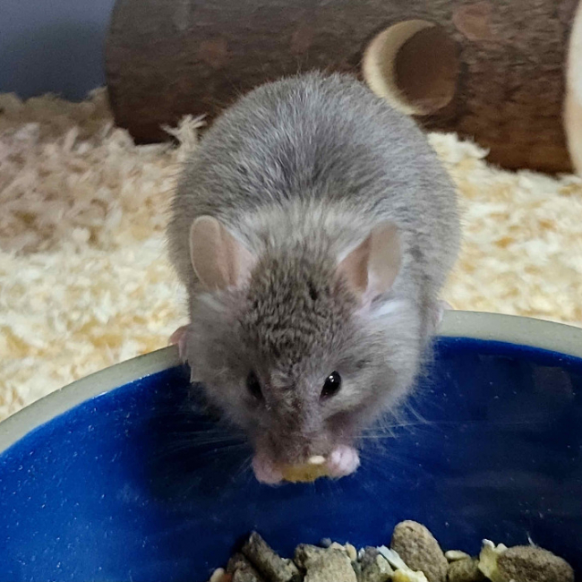 Photo de Mister jingle