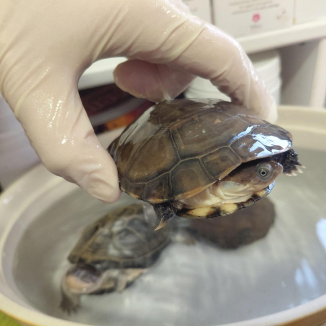 Photo de Michelangelo