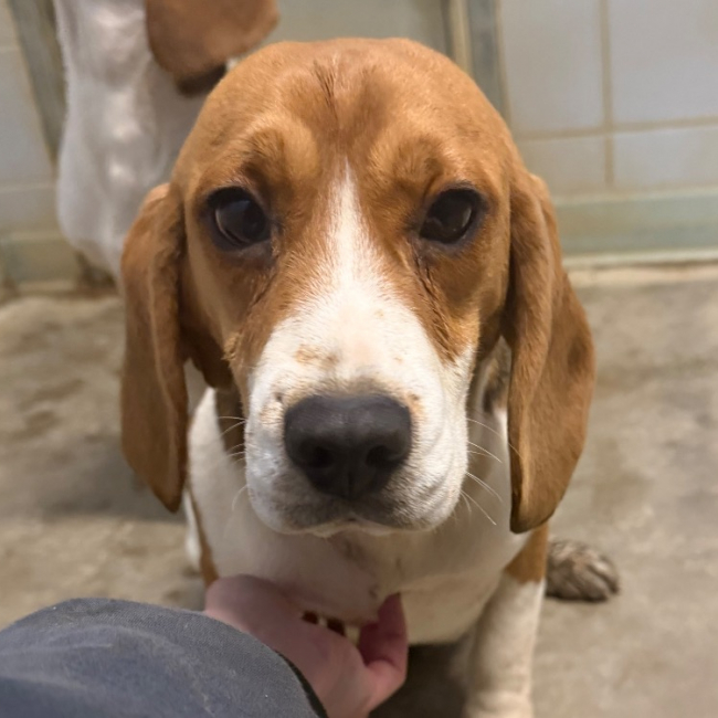 Photo de Abby - rÉservÉ