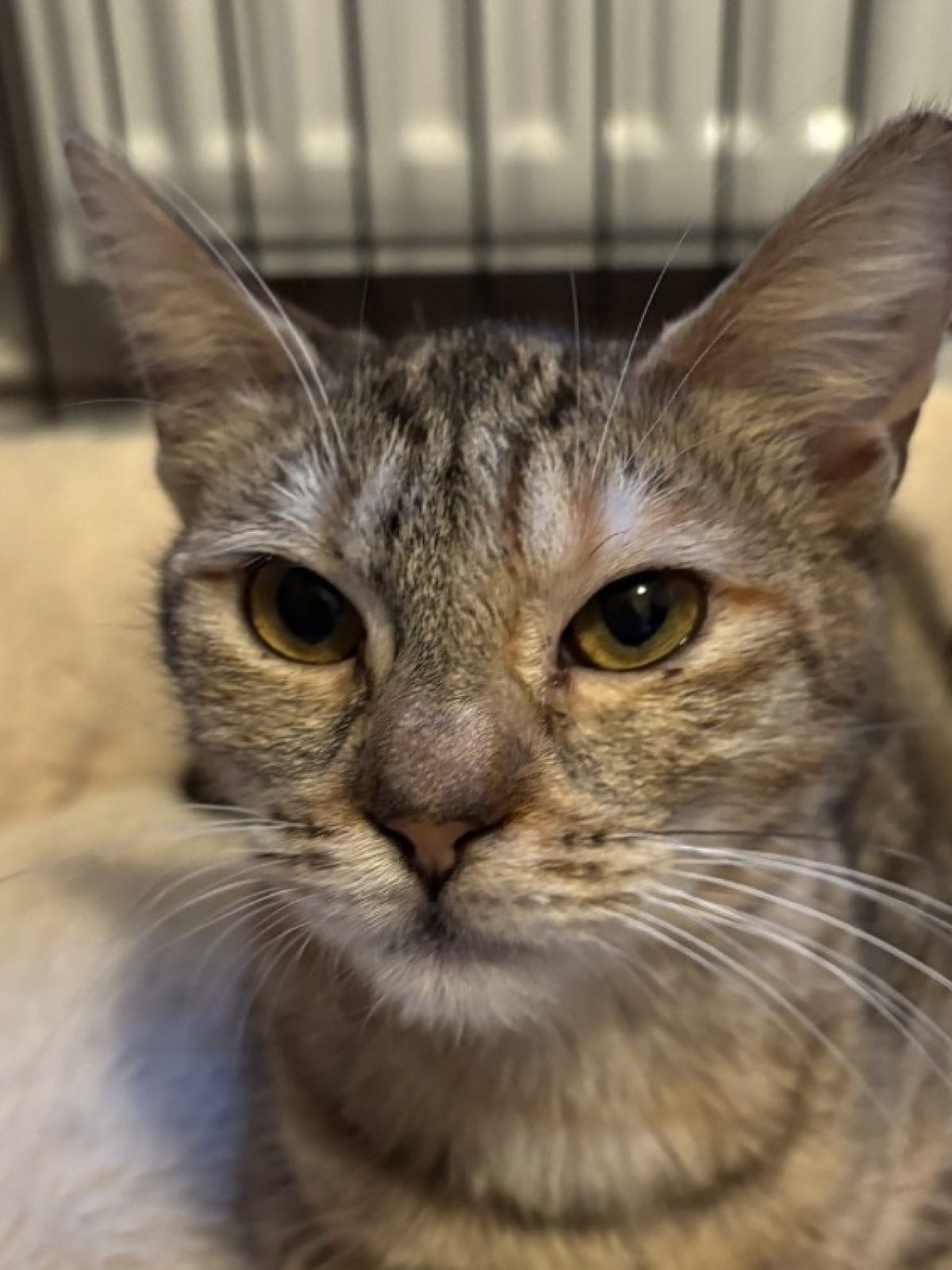 Pupuce - Européen à adopter à Tourcoing (59) - Animaux.fr