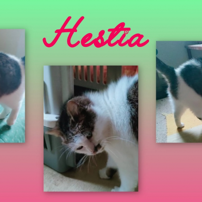 Hestia