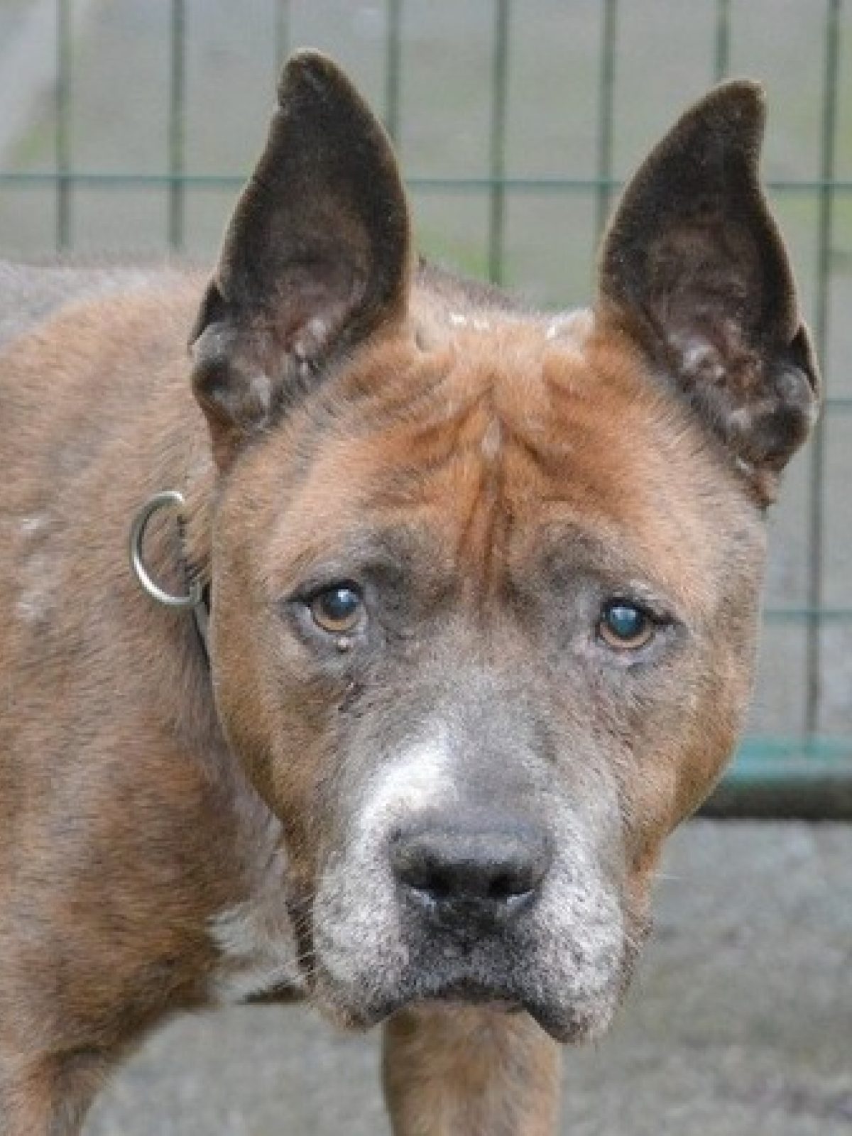 Zenzo - Chien à adopter à Chamarande (91) - Animaux.fr