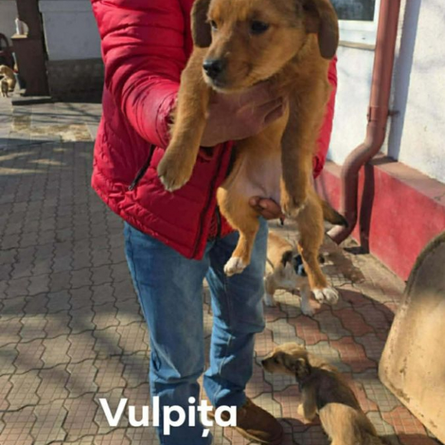 Photo de VULPITA
